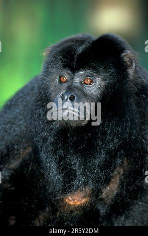 Urlo nero (Alouatta caraya), maschio Foto Stock