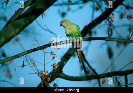 Parakeet con anello di rosa (Psittacula krameri), femmina, Stadtpark Mannheim, Germania Foto Stock