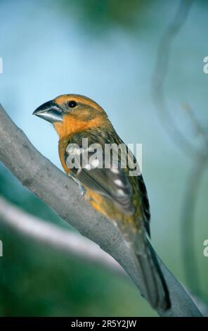 Grosbeak giallo (Pheucticus chrysopeplus), Arizona, Stati Uniti, deserto di sonora, America, america, animali, uccello, songbirds, esterno, esterno, laterale Foto Stock