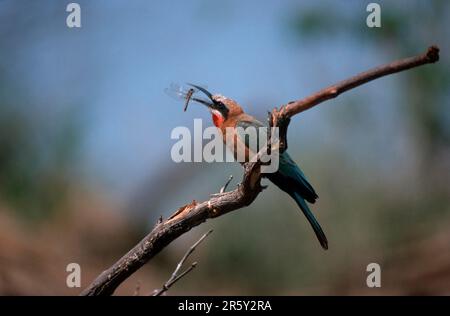 Bee-eater (Merops bullockoides) con preda, Chobe, Parco Nazionale, Botswana, mangiatelle d'api con vista bianca e libellula catturata, Chobe Foto Stock