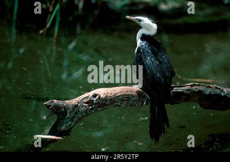 Cormorano di Pied, Australia, Cormorano di Curly (Phalacrocorax melanoleucos), Australia Foto Stock