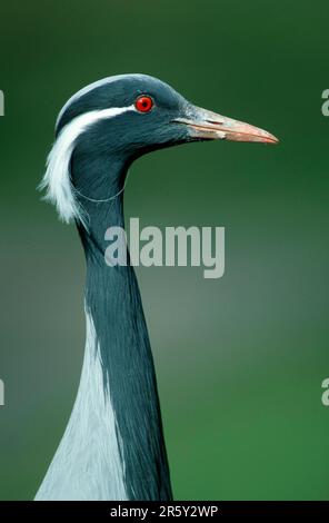 Gru Demoiselle (Anthropoides virgo) (Grus virgo), laterale, laterale, profilo Foto Stock