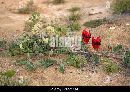 Sturt's Desert Pea, Sturt National Park, nuovo Galles del Sud, Australia (Swainsona formosus) Foto Stock