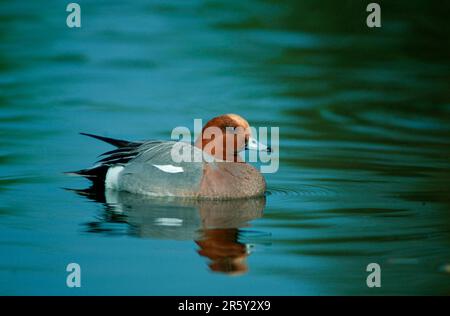 Wigeon eurasiatico (Anas penelope), maschio, Germania, Wigeon, maschio, Germania Foto Stock