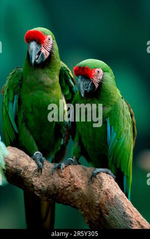 Macaw militare, coppia, macaws militare (Ara militaris) Foto Stock