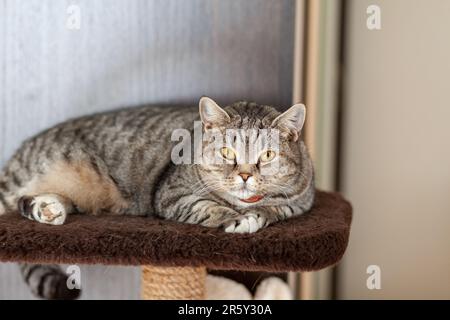 Bel gatto grigio striato. Il gatto domestico siede o si trova al suo posto. Gatto all'interno della casa. Immagine per cliniche veterinarie, siti sui gatti. sele Foto Stock