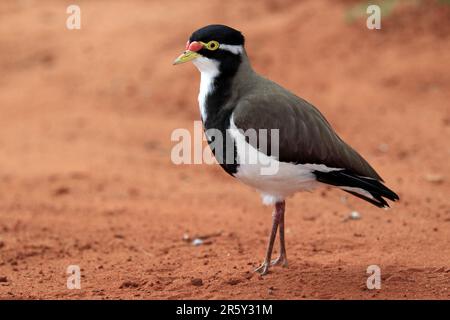 Lapwing a bande, territorio del Nord, Australia (Vanellus tricolore), Plover a bande, Side Foto Stock
