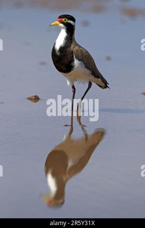 Banded Lapwing, Sturt National Park, New South Wales, Australia (Vanellus tricolore), Banded Plover Foto Stock