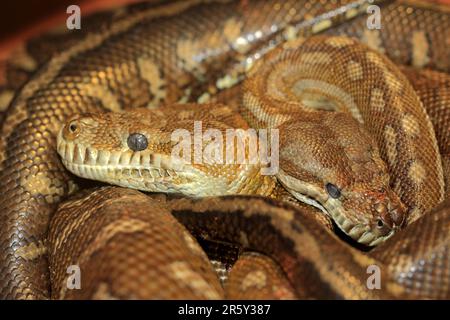 Pythons del tappeto centrale, territorio del Nord, Australia (Morelia bredli) Foto Stock