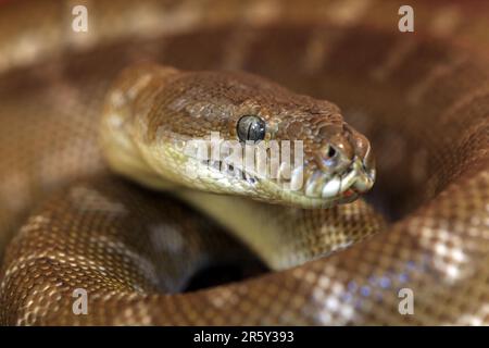 Python del tappeto centrale, territorio del Nord, Australia (Morelia bredli) Foto Stock