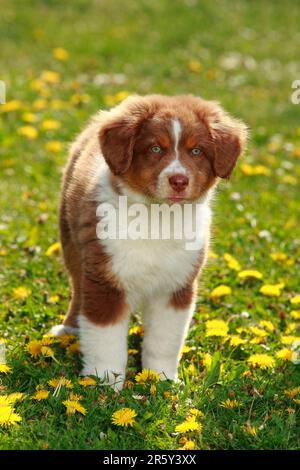 Pastore Australiano, cucciolo, rosso-tri, 9 settimane Foto Stock