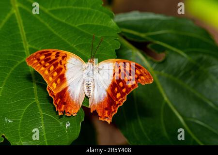 "Caleidoscopio accattivante: Balletto delle farfalle nel giardino botanico delle farfalle" Foto Stock