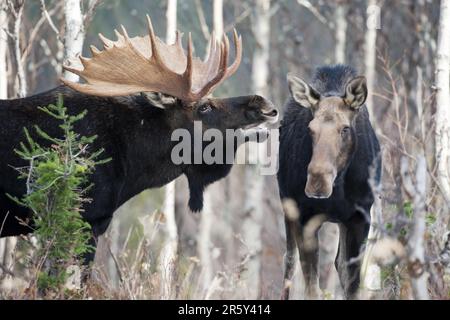 ELKS (Alces alces), Pair, Gaspesie National Park, Quebec, Rut, Canada Foto Stock