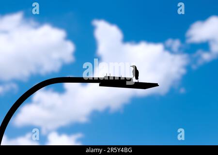 Silhouette nera di corvo, mughetto sulla lanterna di strada contro il cielo con le nuvole Foto Stock