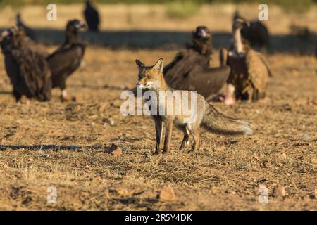 Volpe con avvoltoi, Spagna (Vulpes vulpes) Foto Stock