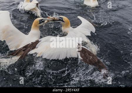 Alimentazione delle gannette, Shetlands, Noss Head (Morus fagianus) Foto Stock