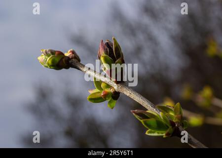 Grandi germogli verdi rami. Foglie verdi giovani che escono da germogli verdi spessi. rami con nuovo fogliame illuminato dal sole del giorno. Primo giorno di primavera. Foto Stock