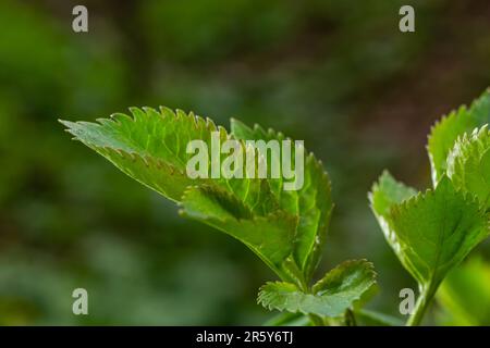 Grandi germogli verdi rami. Foglie verdi giovani che escono da germogli verdi spessi. rami con nuovo fogliame illuminato dal sole del giorno. Primo giorno di primavera. Foto Stock