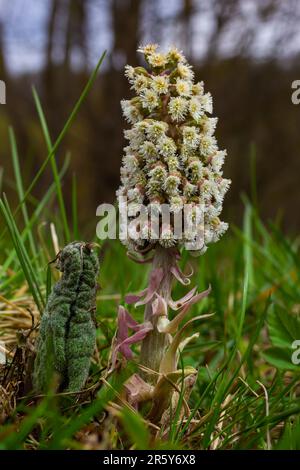 Infiorescenze di butterbur, pestilence wort, Petasites hybridus.Blossom, butterbur comune. Un butterbur fiore petasites ibridus in fiore nel mead Foto Stock