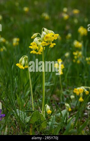 Cowslip veris giallo Primula, cowslip comune, cowslip primrose su sfondo verde morbido.fuoco selettivo. Foto Stock