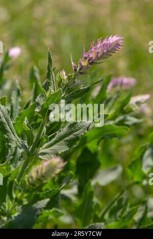 L'arvense di Melampyrum, comunemente noto come grano di vacca da campo, è una pianta erbacea fiorita del genere Melampyrum della famiglia delle Orobanchaceae. Foto Stock