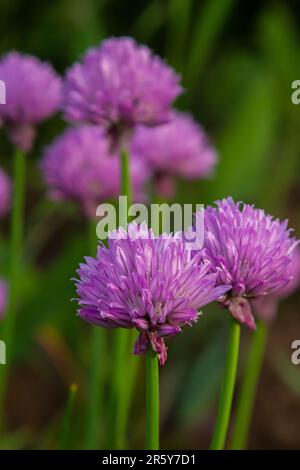 Vista ravvicinata dei germogli e dei fiori viola emergenti sulle piante di erba cipollina commestibili allium schoenoprasum. Foto Stock