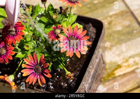 Annaffiatura piante di fiori di osteospermum con un metallo rosa annaffiatura può. In una vecchia piantatrice a scatola di metallo su una tavola di legno intemperiata Foto Stock