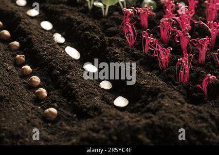Molti semi e piantine vegetali in suolo fertile Foto Stock