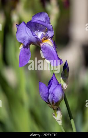 Macro vista astratta del colore blu lavanda bearded iris (iris germanica) fiori fiorire in un giardino soleggiato, con sfondo sfocato Foto Stock