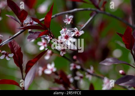 Astratto macro texture sfondo di delicati fiori bianchi e rossi fioriti su un cespuglio di ciliegio (prunus cistena) a foglia viola Foto Stock