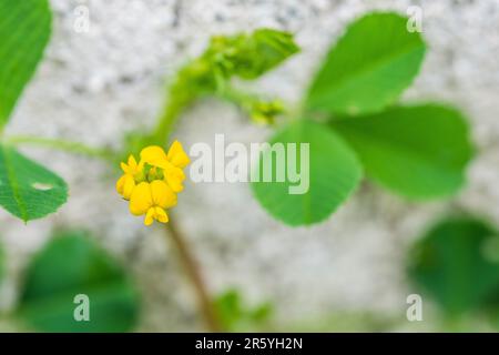 Medicago lupulina, comunemente noto come medick nero, nonesuch, o luppolo trifoglio, è una pianta di prateria secca appartenente alla famiglia dei legumi o trifoglio. Foto Stock