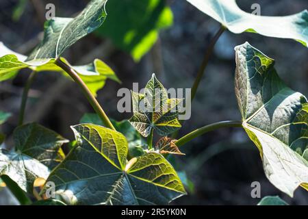 Un vivace primo piano di un arbusto frondoso, pieno di lussureggiante vegetazione e delicati petali che compongono il fiore delle piante. Foto Stock