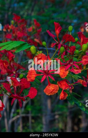 Un vivace fiore rosso fiorisce sullo sfondo di lussureggianti arbusti verdi, evidenziando la bellezza e la freschezza della crescita della natura. Foto Stock