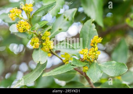 Il rhamnus alaternus è una specie di pianta fiorita appartenente alla famiglia delle rhamnaceae. Foto Stock