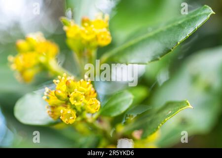 Il rhamnus alaternus è una specie di pianta fiorita appartenente alla famiglia delle rhamnaceae. Foto Stock