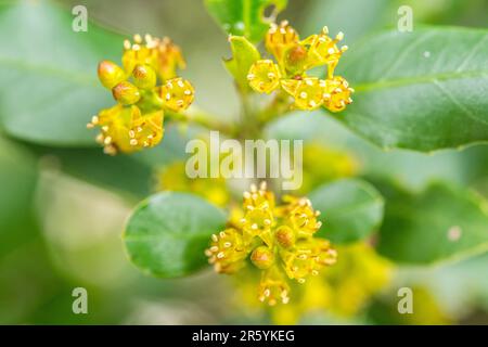 Il rhamnus alaternus è una specie di pianta fiorita appartenente alla famiglia delle rhamnaceae. Foto Stock