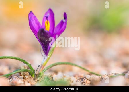 Romulea requienii in Sardegna, Italia. Foto Stock