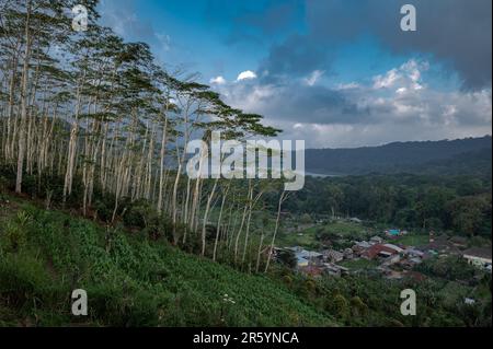 Vista sui droni di Bali. Foresta vicino al lago Tamblingan in montagna Foto Stock