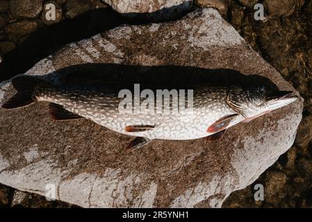 grande pesce pescato luccio si trova sulla roccia sulla riva del lago Foto Stock