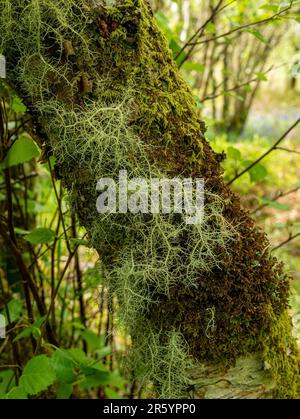 Licheni barba (Usnea sp.) E muschio che cresce sul tronco di alberi in boschi, Leitir Fura, Skye, Scozia, Regno Unito Foto Stock