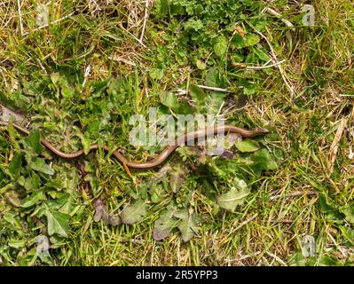 Verme lento (Anguis fragilis) lucertola senza gambe su erba verde e vegetazione, Scozia, Regno Unito Foto Stock