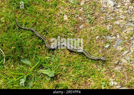 Lungo serpente comune europeo (Vipera berus) con segni caratteristici a zig-zag che attraversano il sentiero sull'isola di Skye a maggio, Scozia, Regno Unito Foto Stock