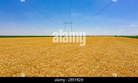 Vista dall'alto su terreno coltivato con vegetazione di grano maturo, campo agricolo. Prospettiva di linee elettriche, torre di trasmissione elettrica. Foto Stock