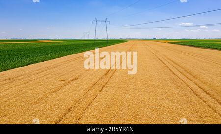 Vista dall'alto su terreno coltivato con vegetazione di grano maturo, campo agricolo. Prospettiva di linee elettriche, torre di trasmissione elettrica. Foto Stock