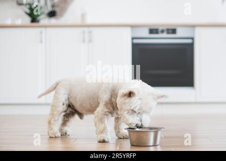 Vista ravvicinata dell'adorabile cibo per cani di medie dimensioni di Westie sniffing rimasto nel recipiente sul pavimento in legno all'interno della cucina. Animale domestico energico che si prepara per un intrattenimento all'aperto attivo con il proprietario amato. Foto Stock