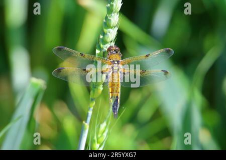 Chaser femmina a quattro punti (Libellula quadrimaculata) appeso a una testa di seme Foto Stock