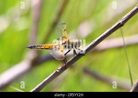 Vista laterale femmina Chaser a quattro punti (Libellula quadrimaculata) Foto Stock