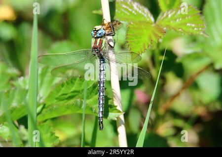 Alimentazione di libellula pelosa maschile (Brachytron pratense) Foto Stock