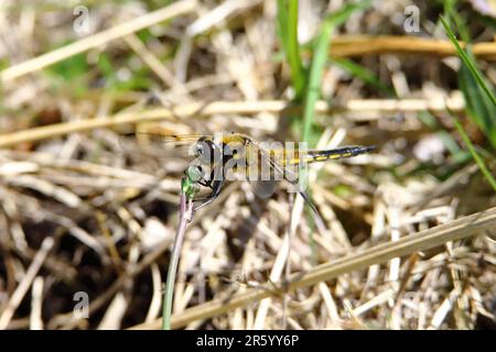 Vista laterale femmina Chaser a quattro punti (Libellula quadrimaculata) Foto Stock