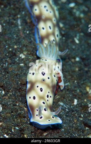 Imperatore Shrimp, Zenopontonia rex, su coppia del nudibranch di Tryon (Hypselodoris tryoni) che si addentellano, sito di immersione Magic Crack, Lembeh Straits, Sulaw Foto Stock